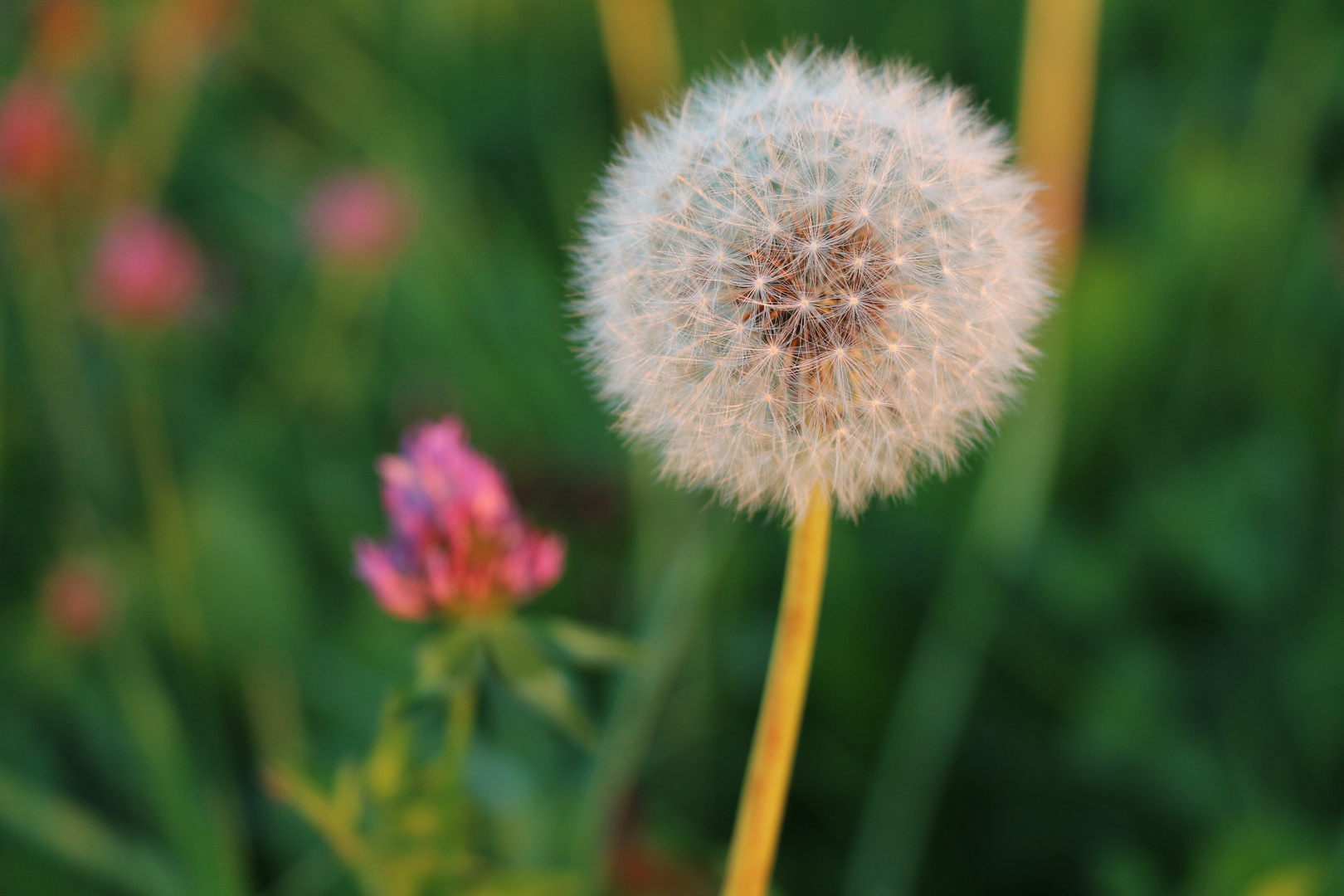 Pusteblume