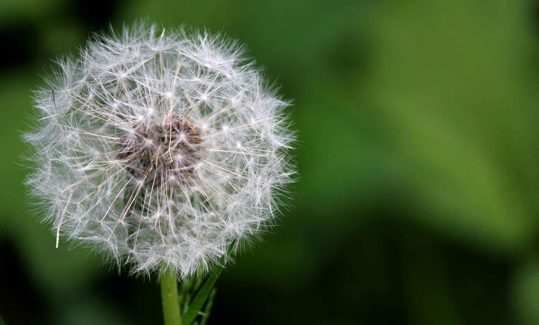 Pusteblume