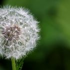 Pusteblume