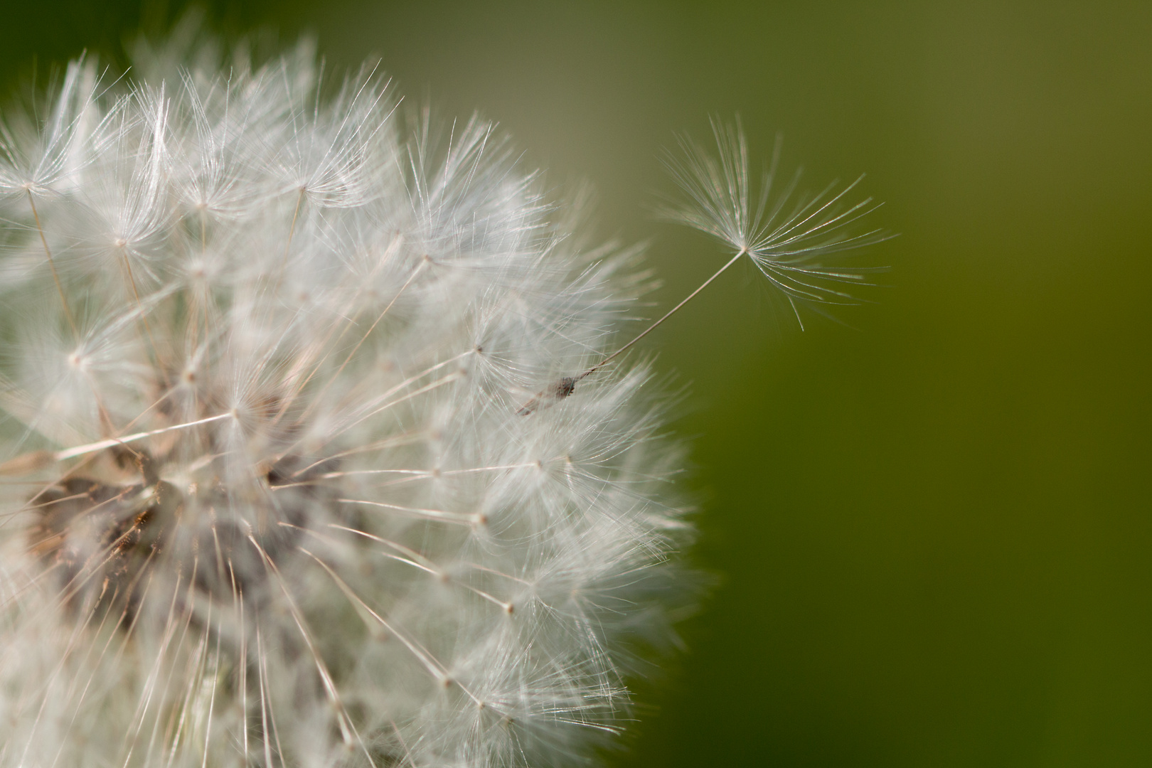 Pusteblume