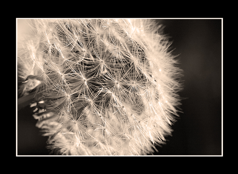 pusteblume