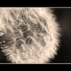 pusteblume