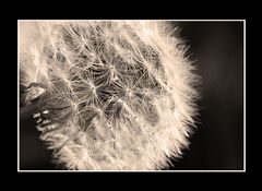 pusteblume