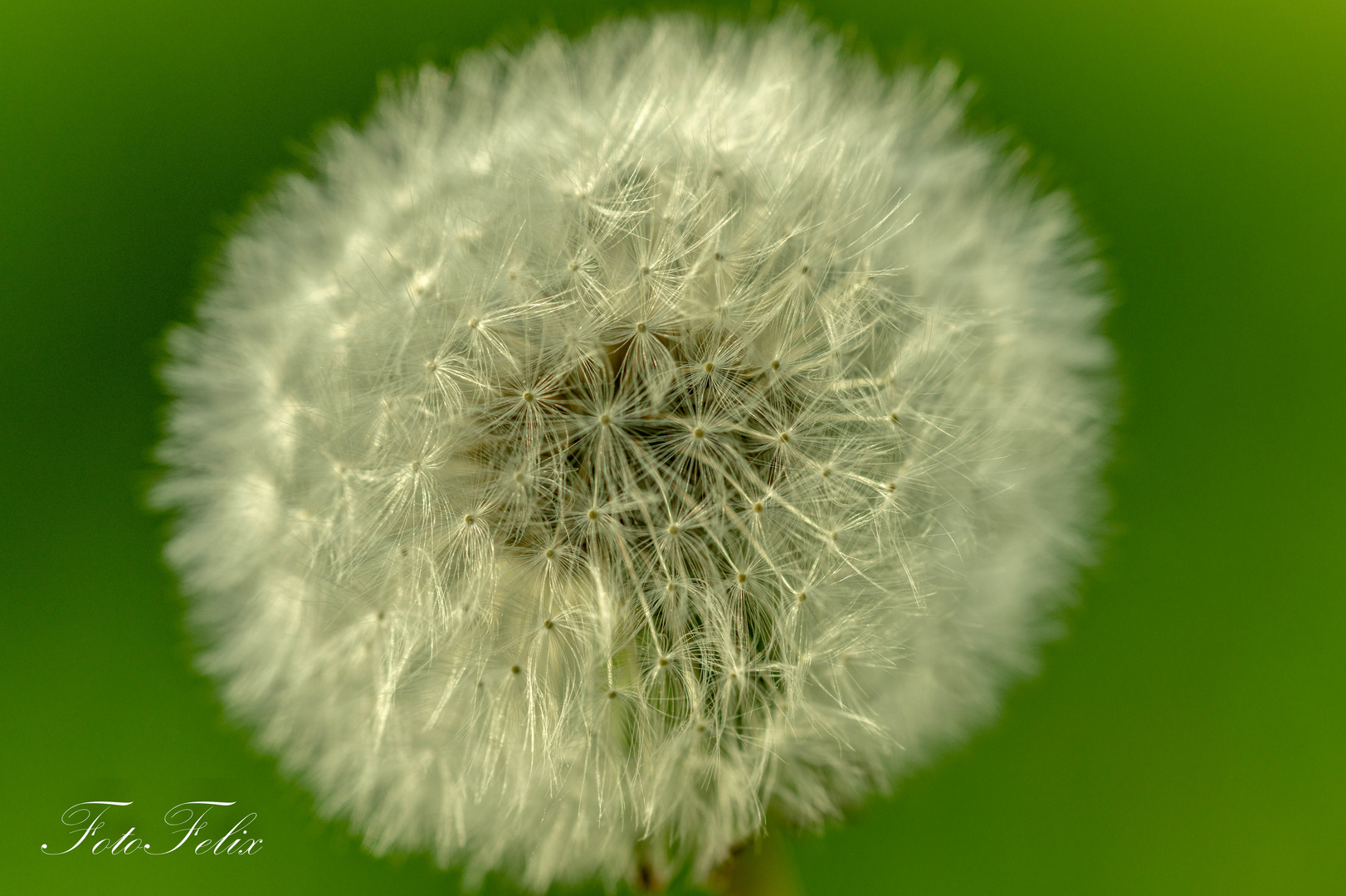 Pusteblume