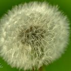 Pusteblume