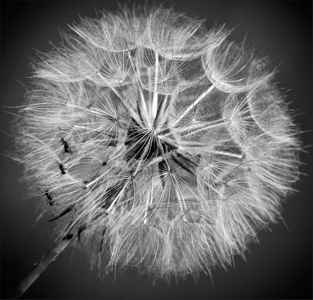 Pusteblume