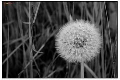 Pusteblume...