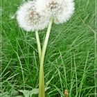 Pusteblume