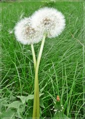 Pusteblume