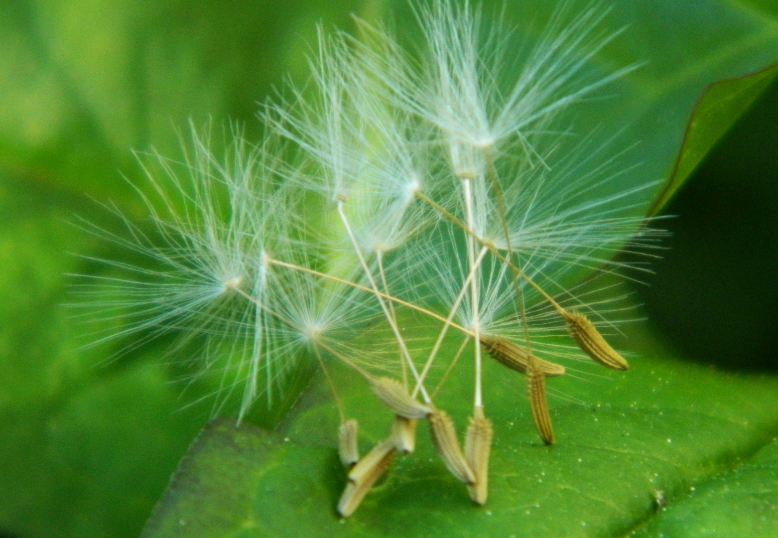 Pusteblume