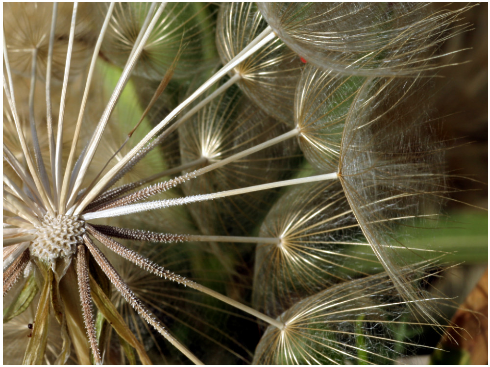 "Pusteblume"