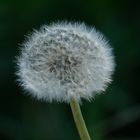 Pusteblume