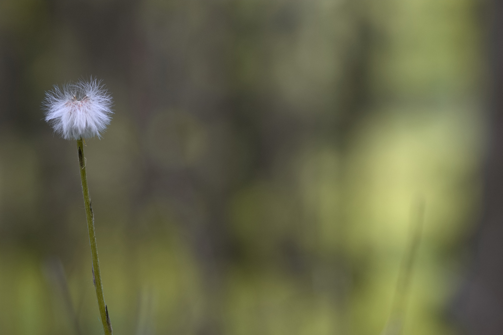 Pusteblume