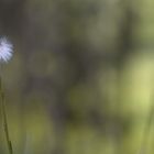 Pusteblume