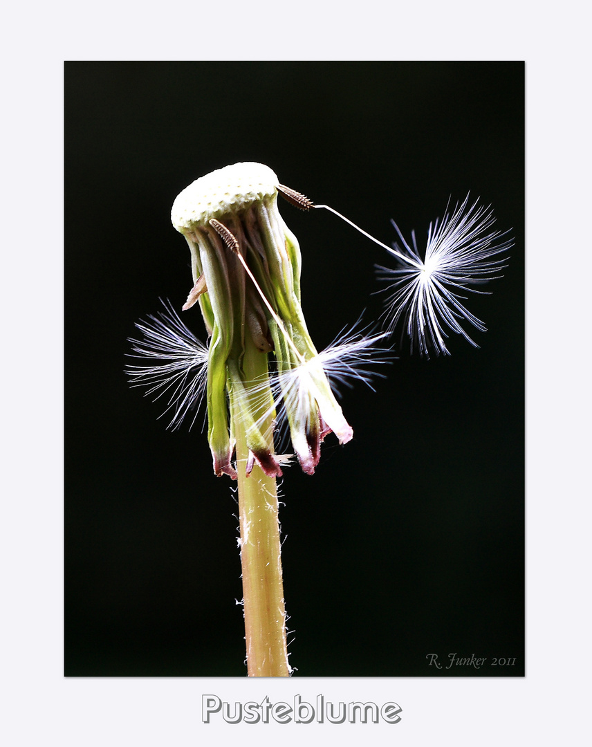 Pusteblume