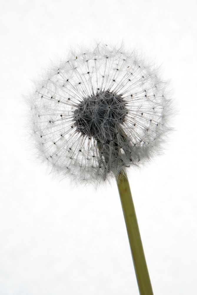 Pusteblume by Karatesiggi 