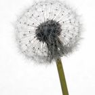 Pusteblume