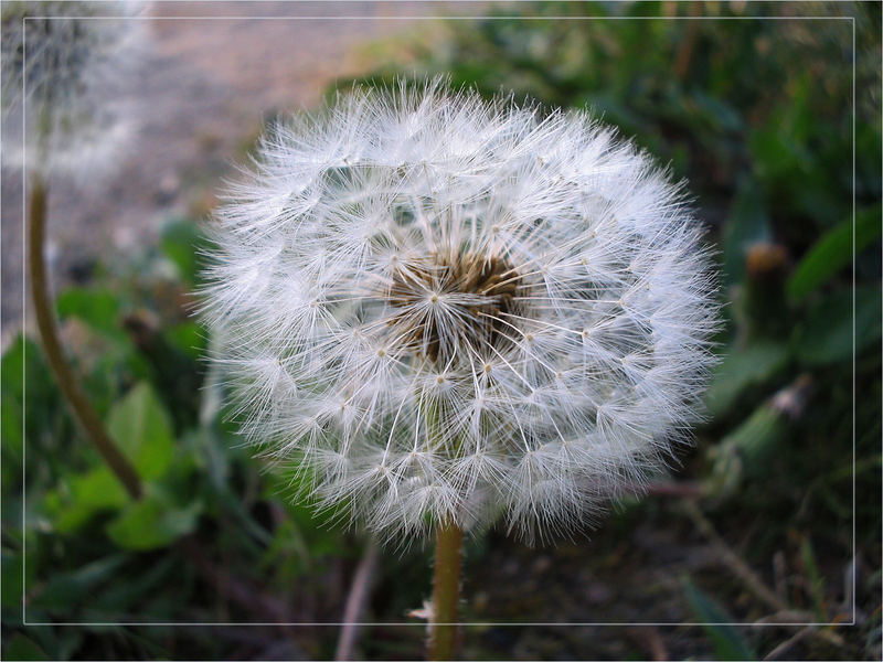 Pusteblume