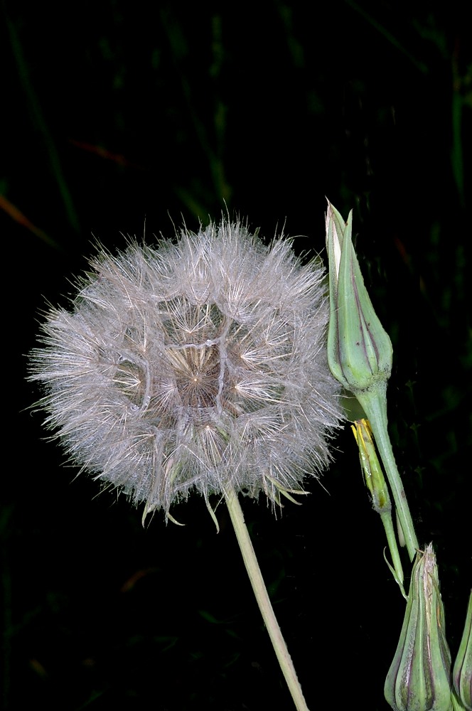 Pusteblume...