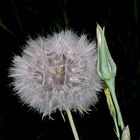 Pusteblume...