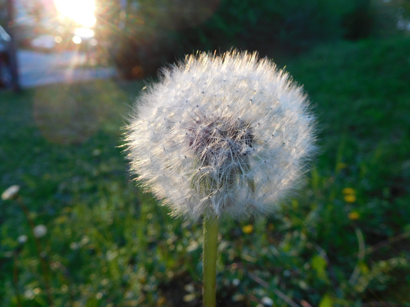 Pusteblume