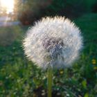 Pusteblume