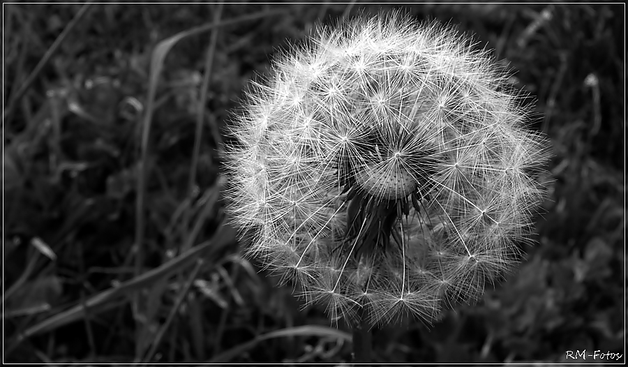 Pusteblume