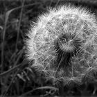 Pusteblume