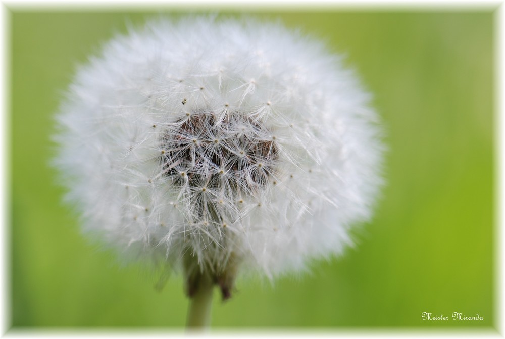 Pusteblume