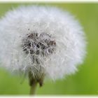 Pusteblume