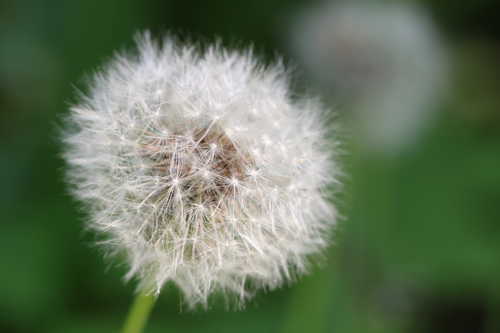 Pusteblume