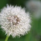 Pusteblume