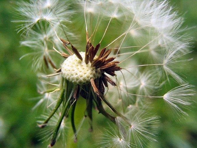 Pusteblume