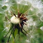 Pusteblume