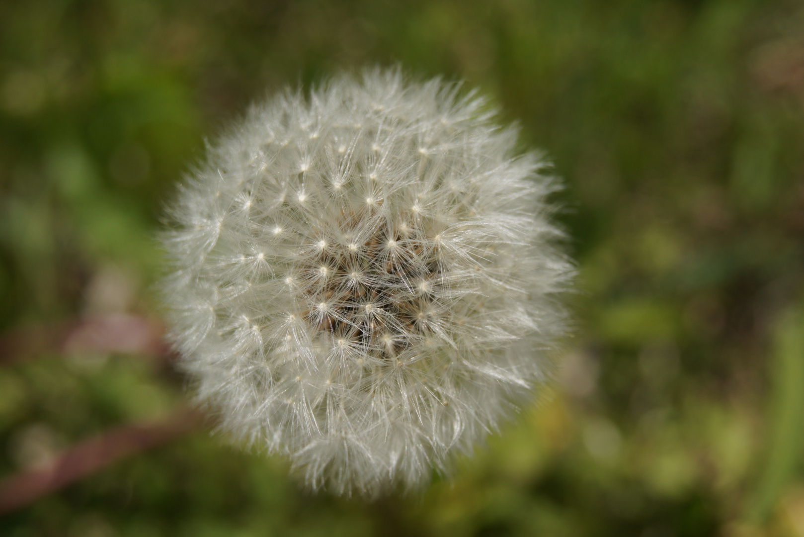 Pusteblume