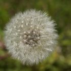 Pusteblume