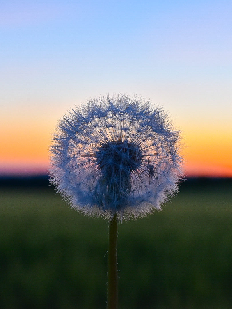 Pusteblume