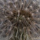 Pusteblume