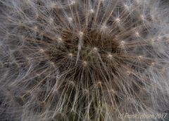 Pusteblume