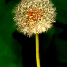 Pusteblume