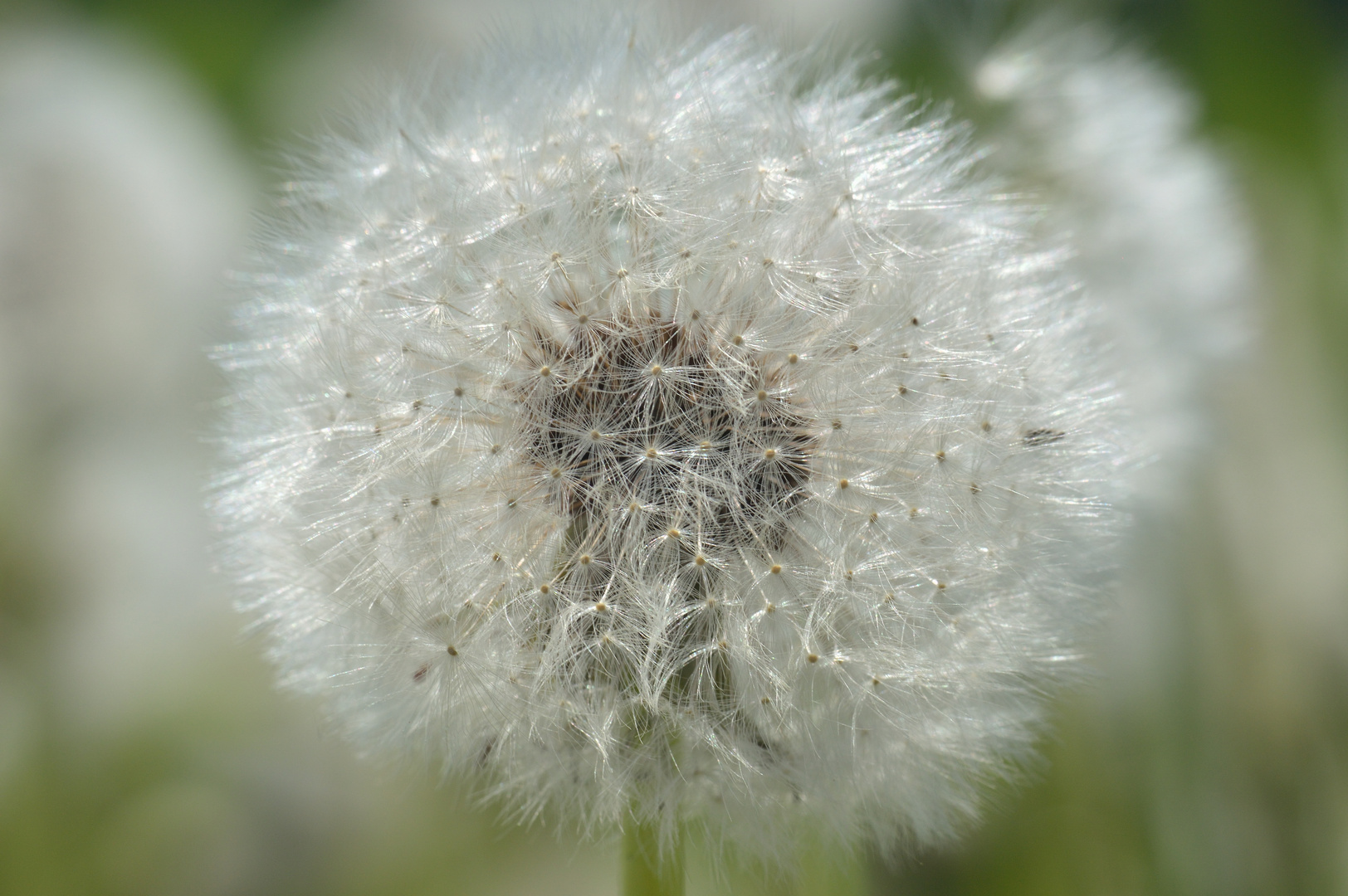 Pusteblume