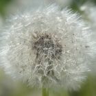 Pusteblume