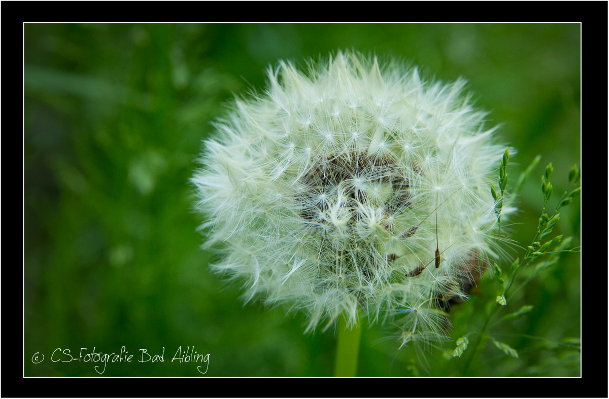 Pusteblume