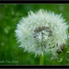 Pusteblume