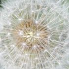 Pusteblume :)