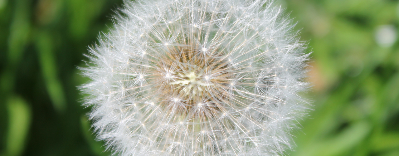 Pusteblume :)