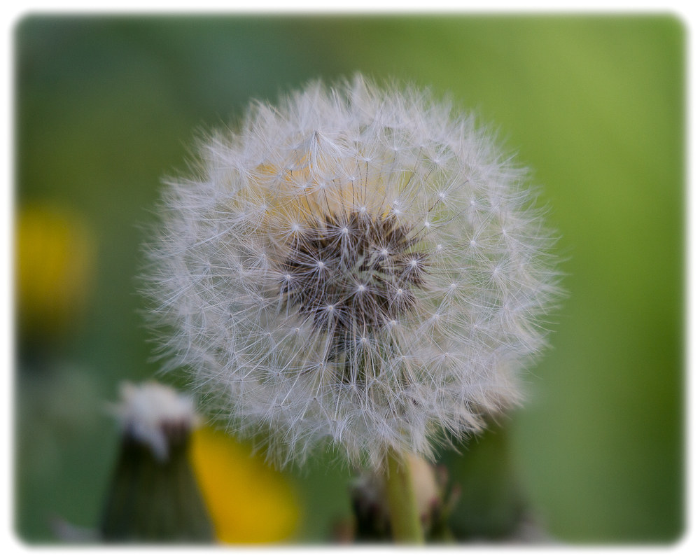 Pusteblume