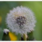 Pusteblume