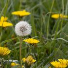 Pusteblume