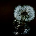 Pusteblume